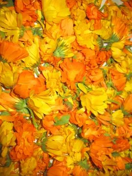 Calendula Stock Photos