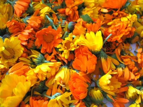 Calendula Stock Photos