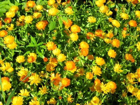 Calendula Stock Photos