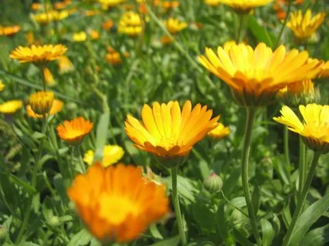 Calendula Stock Photos