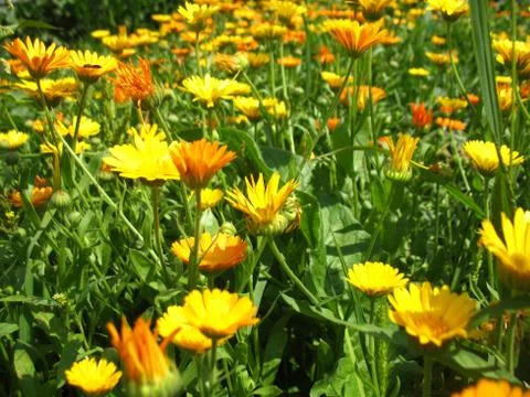 Calendula Stock Photos