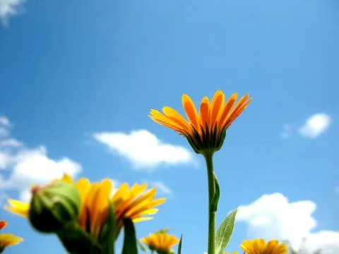 Calendula Stock Photos
