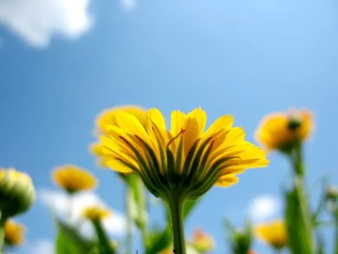 Calendula Stock Photos