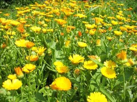 Calendula Stock Photos