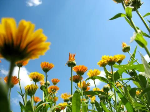 Calendula Stock Photos