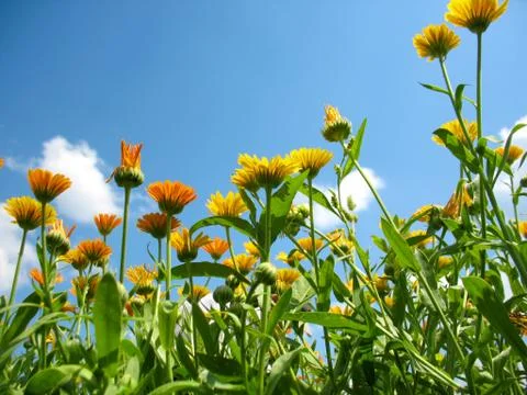 Calendula Stock Photos