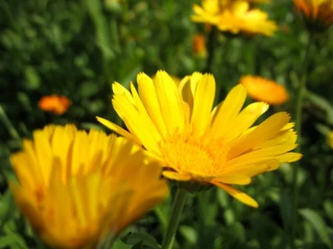 Calendula Stock Photos
