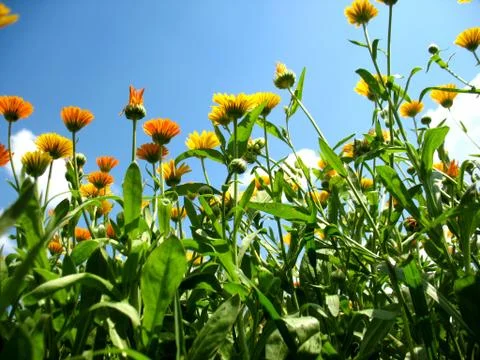 Calendula Stock Photos