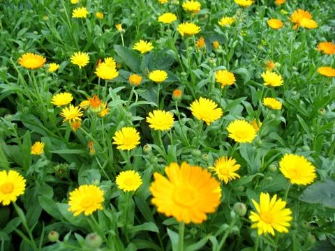 Calendula Stock Photos