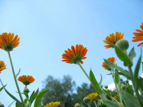 Calendula Stock Photos