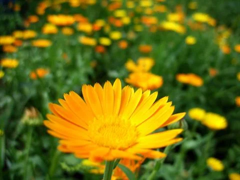 Calendula Stock Photos