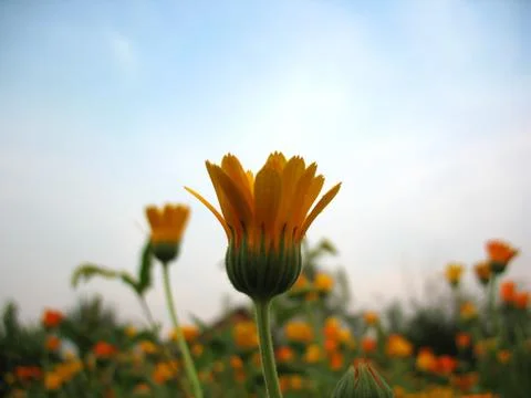 Calendula Stock Photos