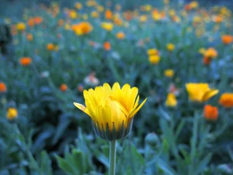 Calendula Stock Photos