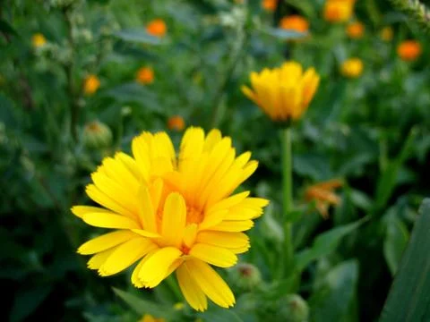 Calendula Stock Photos