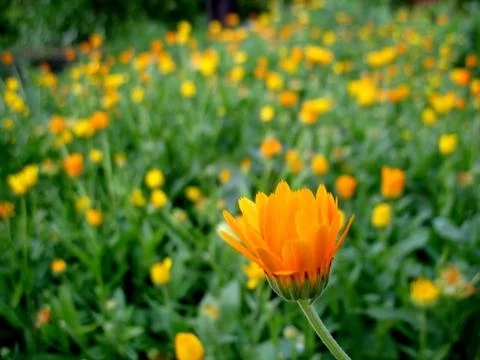 Calendula Stock Photos