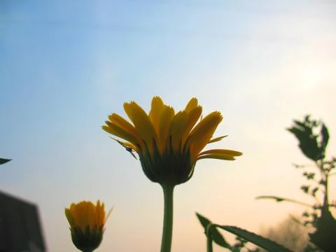Calendula Stock Photos