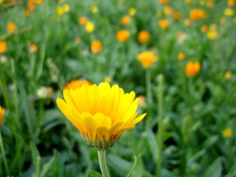 Calendula Stock Photos