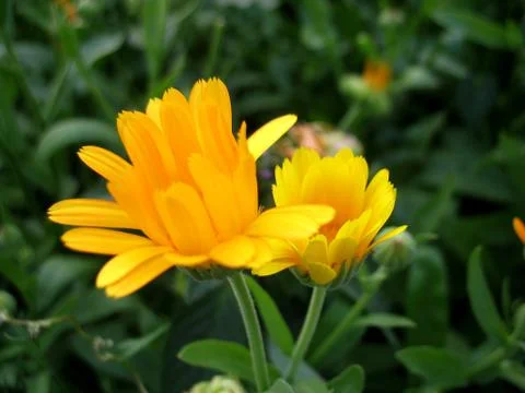Calendula Stock Photos