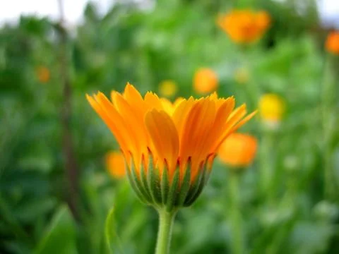 Calendula Stock Photos