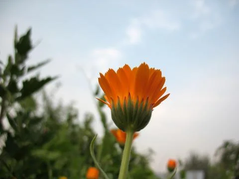Calendula Stock Photos