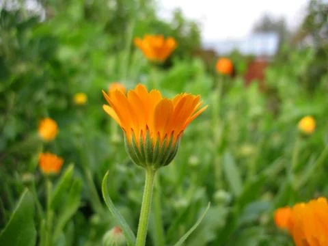 Calendula Stock Photos