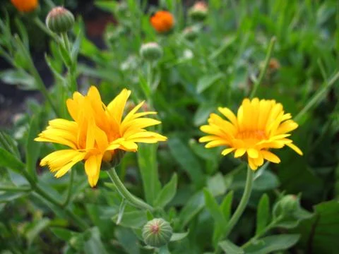 Calendula Stock Photos