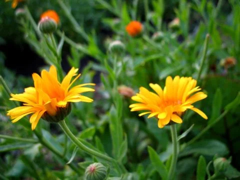 Calendula Stock Photos