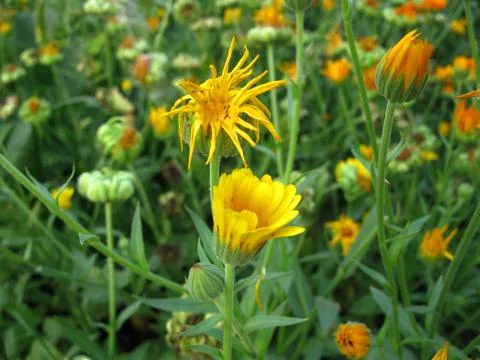 Calendula Stock Photos