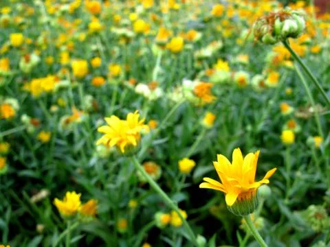 Calendula Stock Photos