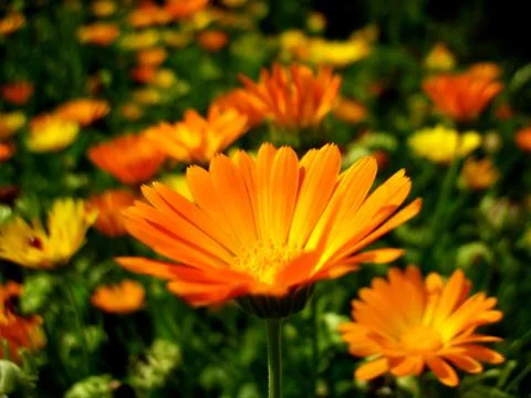 Calendula Stock Photos