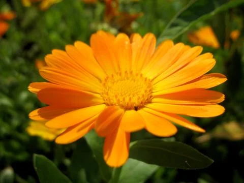 Calendula Stock Photos