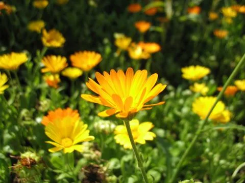 Calendula Stock Photos