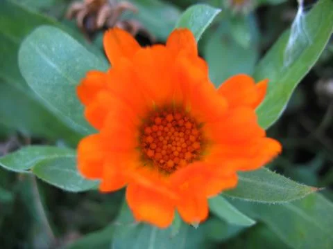 Calendula Stock Photos