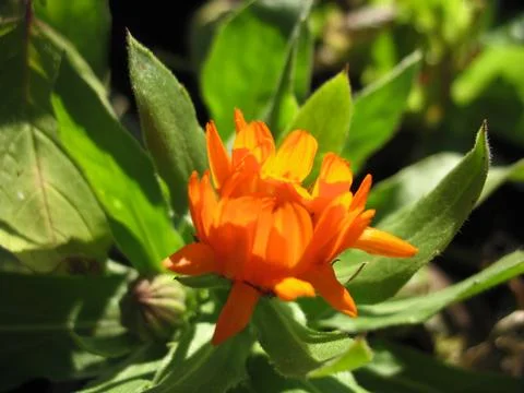 Calendula Stock Photos