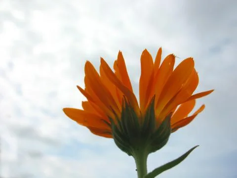 Calendula Stock Photos