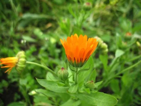 Calendula Stock Photos