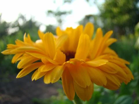 Calendula Foto stock