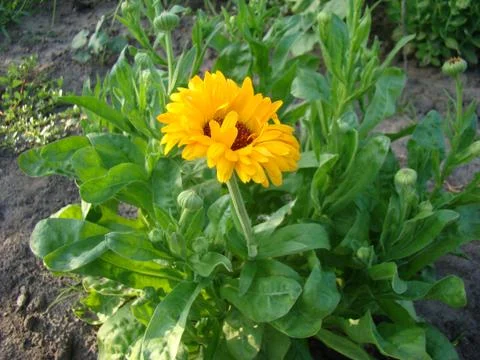 Calendula Stock-Fotos