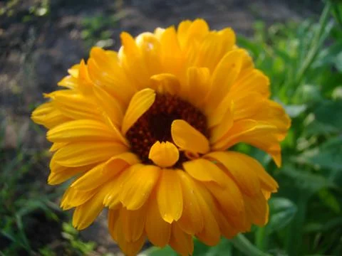 Calendula Foto stock