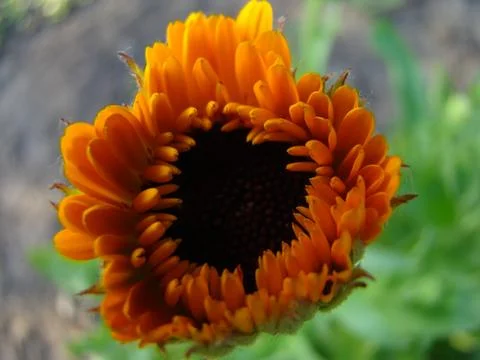 Calendula Foto stock