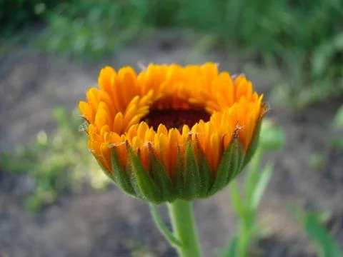 Calendula Stock-Fotos