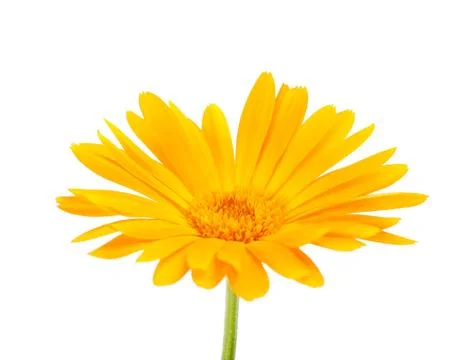 Calendula Stock Photos