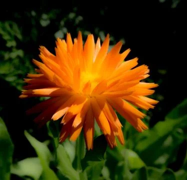 Calendula Stock Photos