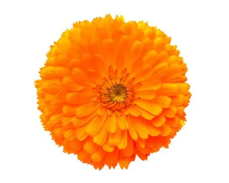 Calendula Stock Photos
