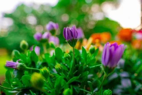 Calendula Foto stock