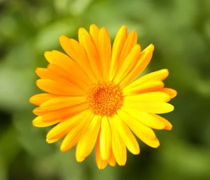 Calendula Stock Photos
