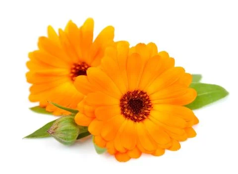 Calendula Stock Photos