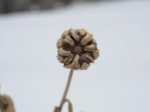Calendula Stock Photos
