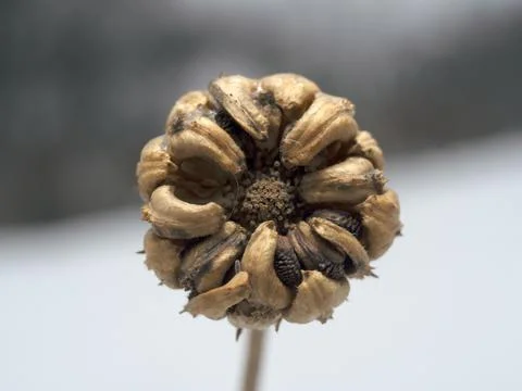 Calendula Stock Photos