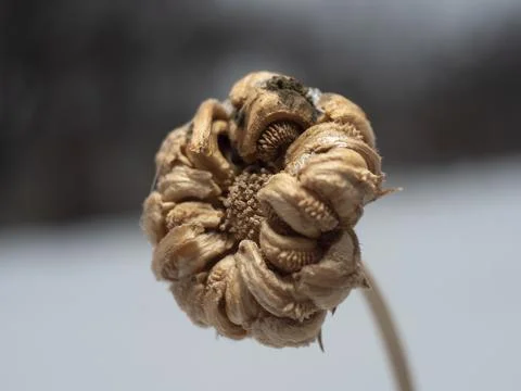 Calendula Stock Photos